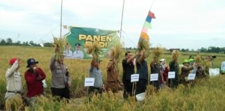 AJAIB! MUSIM KEMARAU, PALAM MALAH PANEN PADI