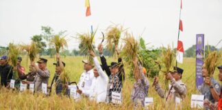 “FARM FIELD DAY’ CEMPAKA KOTA, KOMITMEN BANJARBARU CIPTAKAN SWASEMBADA PANGAN